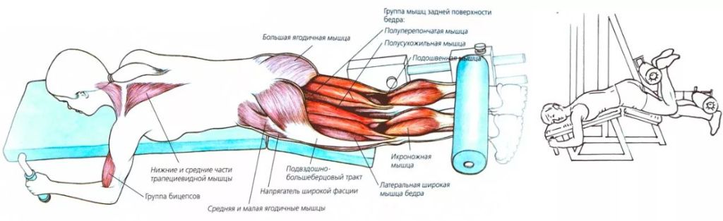 Сгибания ног лежа